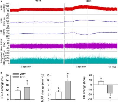 Dysregulation of the Excitatory Renal Reflex in the Sympathetic Activation of Spontaneously Hypertensive Rat